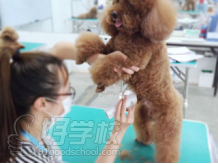 广州茉莉园宠物美容培训中心（学员实践）