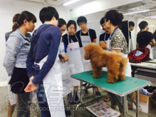 广州茉莉园宠物美容培训中心（学员实践）